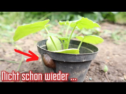 Wie Jungpflanzen vor
