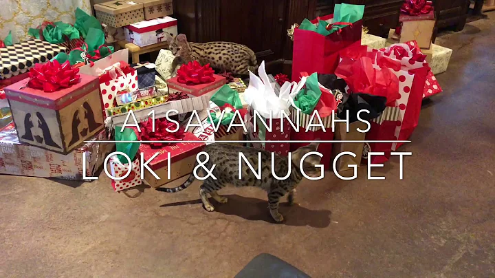 Watch the video about Serval Cat Christmas