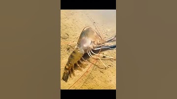 Cận cảnh tôm lột vỏ