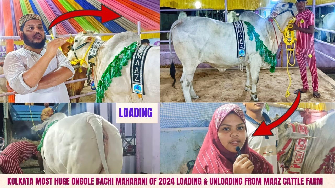 MAHARANI ONGOLE BACHI LOADING+ UNLOADING + COUSTOMER REVIEW FROM MAAZ ...