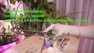 видео: Подселенец уничтожил корни орхидее. МИЛО это вначале, потом 😲. Как наращиваю корни орхидее. картинка: Подселенец уничтожил корни орхидее. МИЛО это вначале, потом 😲. Как наращиваю корни орхидее.