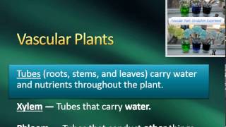 Plant Characteristics Vascular Vs Nonvascular Seeds Vs Spores Youtube