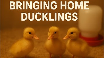 Bringing Home Baby Ducks! First Day in the Brooder 