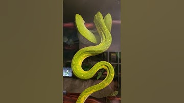 This was an update for her previous owner. Sauron, the female Biak green tree python!