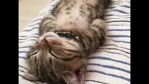 Watch the video about Gato Munchkin (Gato Salchicha) durmiendo