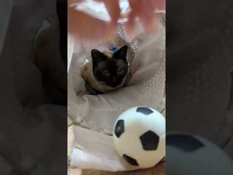 ⚽ボールが消えた! - cats and a ball - #Shorts