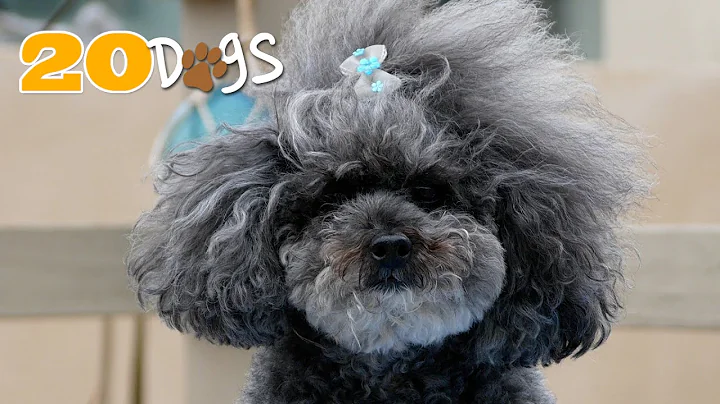 "She Is A Poodle" Music Video | Dog Videos for Kids | 20 Dogs