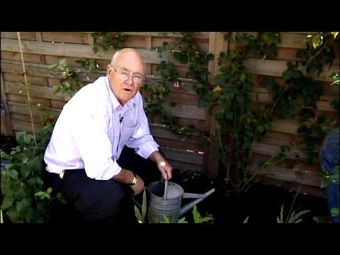 How to feed and water rose plants