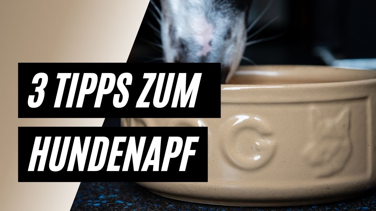 Hundenapf - 3 Tipps: Erhöhter Napf ja oder nein - Warum Keramiknapf? - Tierschutzhund und Hundenapf