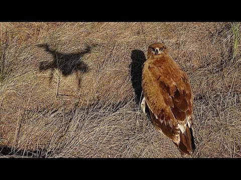 Орел степной. Самый смелый хищник! Steppe eagle. Апшеронский национальный парк | Film Studio Aves