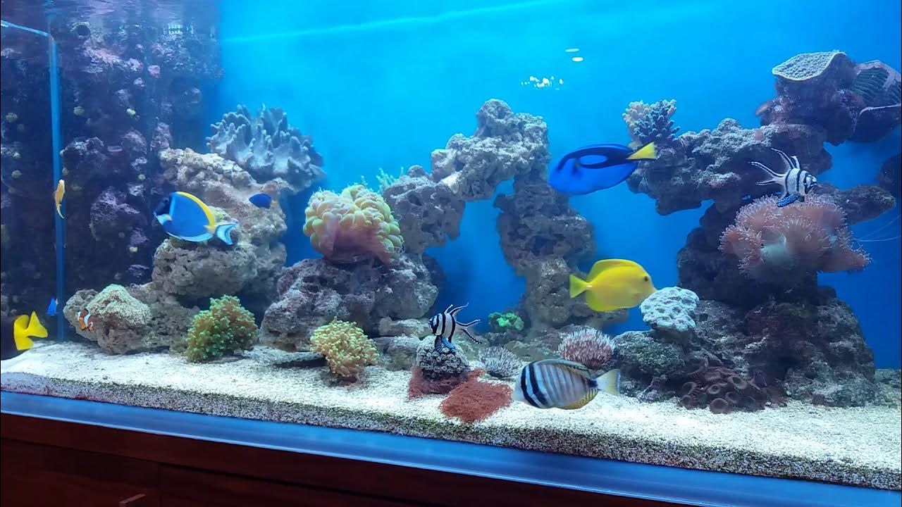 В новый аквариум запустили 14 рыбок. Морской аквариум для начинающих. Подводный домик для аквариума. Сарай-аквариум. Оформление морского аквариума.