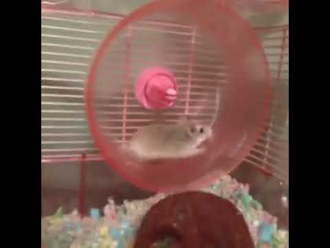 funny-jogging-rat-funny-videos-hilarious-hamster-wheel-fail-vine!