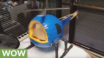 Science project turns pumpkin into mini helicopter