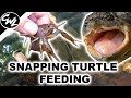 SNAPPING TURTLE FEEDING!!!