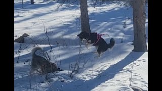 Off Leash Huskies in the Wild by JustFluffinAround 140 views 4 months ago 2 minutes, 1 second