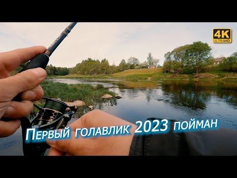 Первые голавли 2023. Весенний спиннинг с берега