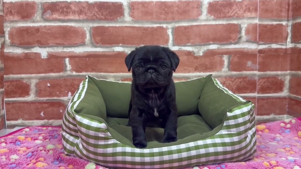 ペットショップCOO&RIKU No.00748154 パグ - YouTube