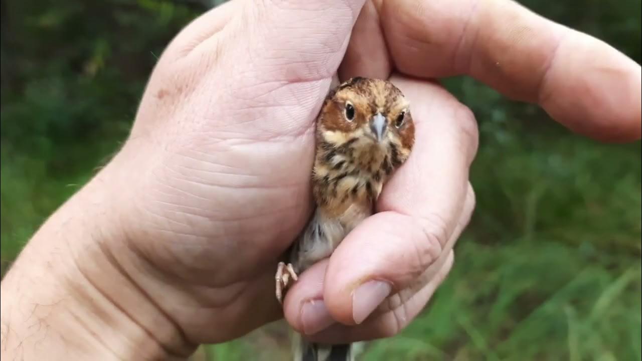 Наша птичка. Ловля певчих птиц понцами.