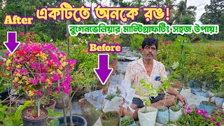 বুগেনভেলিয়ার মাল্টিগ্রাফটিং কিভাবে করবেন