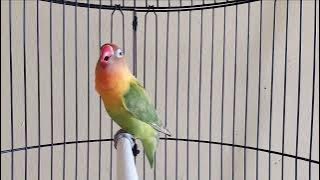 Masteran lovebird fighter  ngekek panjang /PANCINGAN LB NGETIK NGEKEK PANJANG GACOR