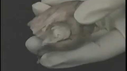 BrainU Sheep Brain Dissection - full video