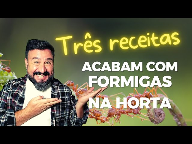 Acabar com formigas: 7 melhores formicidas (+ dicas extras)