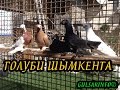 КОЛЛЕКЦИЯ ДВУХЧУБЫХ ГОЛУБЕИ ► ГОЛУБИ ШЫМКЕНТА ► ГОЛУБИ КАЗАХСТАНА ► Pigeons ► doves ► dove