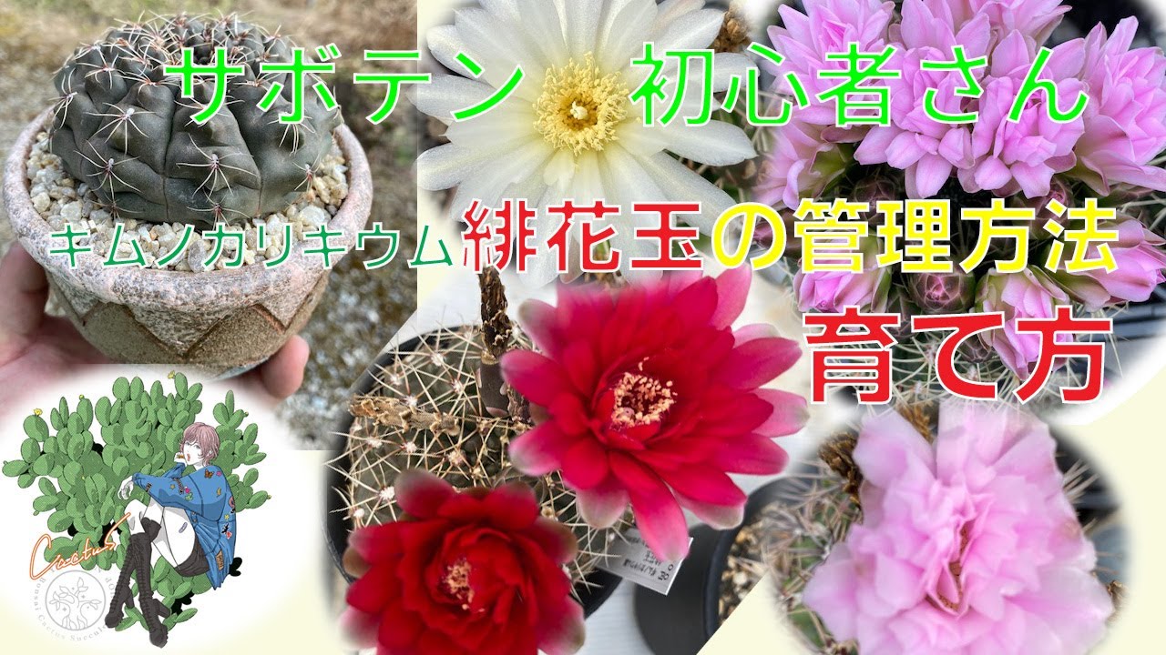 サボテン ギムノカリキウムの紹介 緋花玉の植え替え 育て方 Youtube