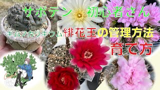 Cactus] Introduction to Gymnocalycium - How to repot and grow the