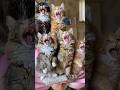 Kitten Dance ♥️ Cute Cats #Meowvs #catdance #aicat
