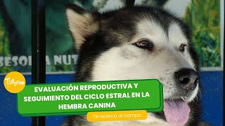 Evaluación y seguimiento del ciclo estral en la hembra canina - por Juan Gonzalo Angel Restrepo by TvAgro 530 views 7 days ago 25 minutes