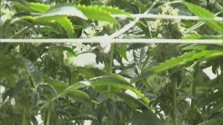 Trump signs executive order fast-tracking reclassification of marijuana