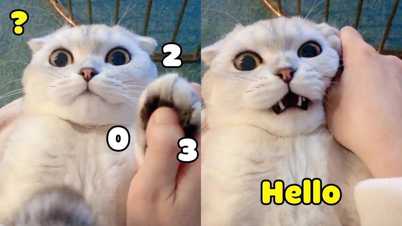 Funny Cats Talking and Yelling Like Humans CatsoPedia YouTube