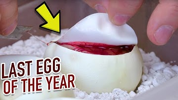CUTTING LAST SNAKE EGGS OF THE YEAR!! BIZARRE RESULTS!! | BRIAN BARCZYK
