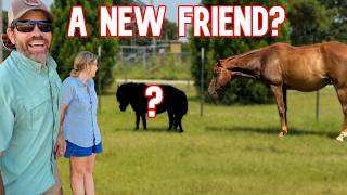 Our Horse Gets An Unexpected New Friend!