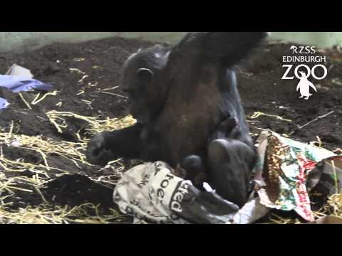 Video: Edinburgh Zoo Byter Namn På Jerv För Att Hedra Wolverine