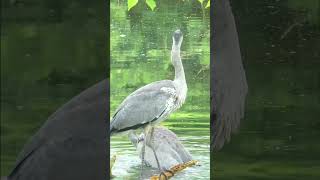 Funny  👀 HERON Fishing Failure 👀   #shorts #shortvideo