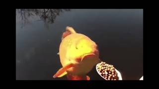 видео Fishhungry активатор клева своими руками - прикормка алекс лещ плотва