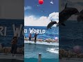 Dolphin show at Bangkok Safari World