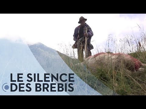 Vidéo: Des Moutons Suisses Avertissent Les Bergers Des Attaques De Loups Par SMS