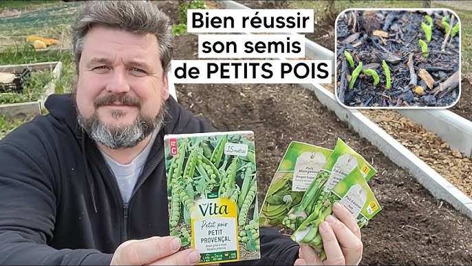 Petit pois : semer et planter – PagesJaunes