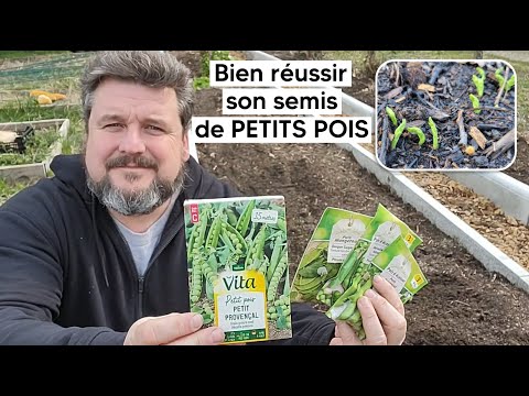 Réussir la culture du petit pois