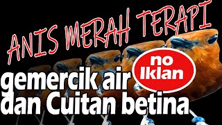 Terapi gemercik Air dan cuitan betina Anis Merah Panjang No IKLAN