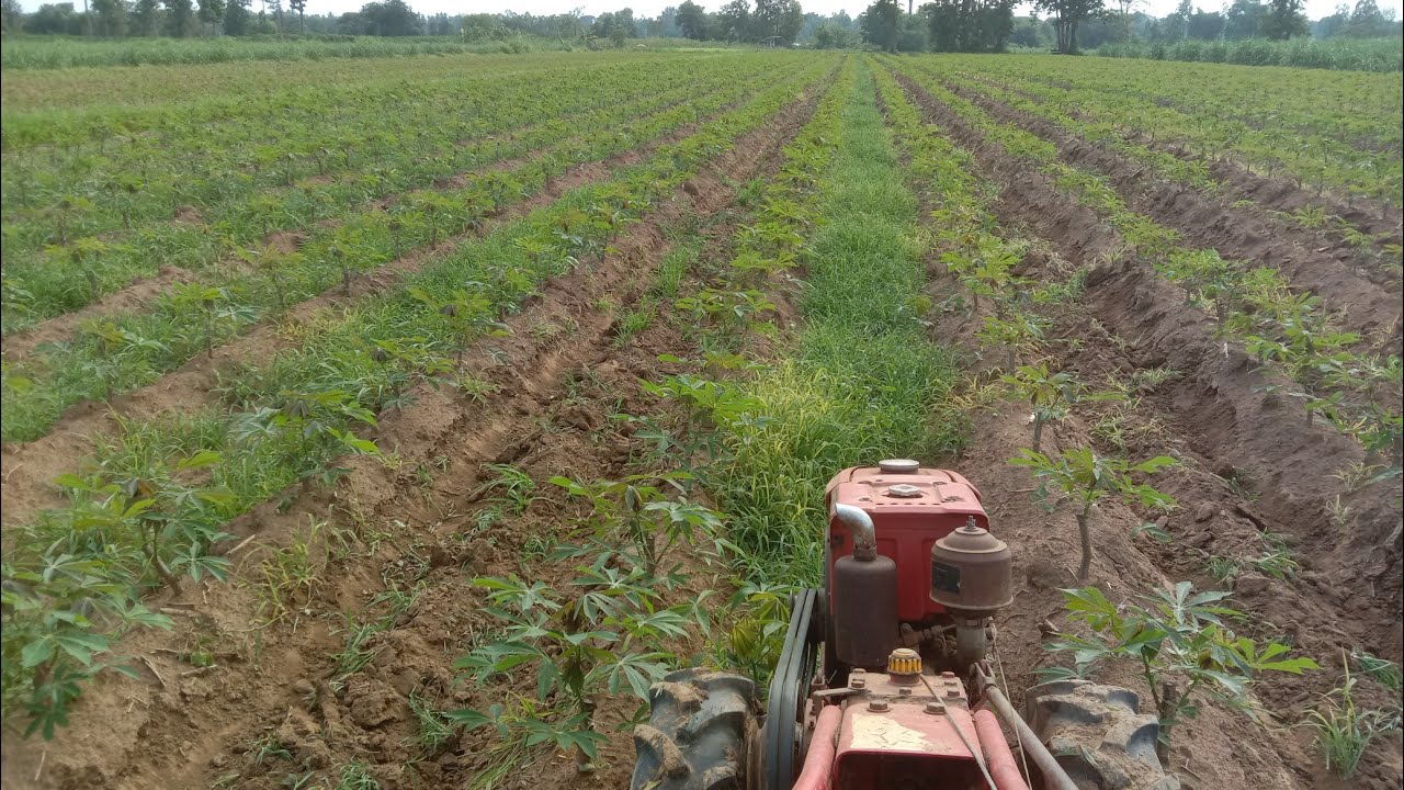 การไถเบิกร่องมัน พรวนดินและ กำจัดหญ้า ไปในตัว