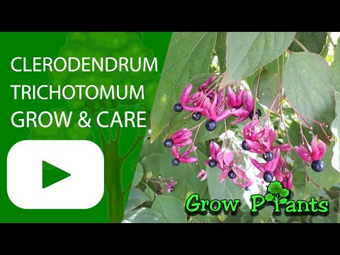 Video: Harlequin Glorybower Care - Más información sobre Harlequin Glorybower Peanut Butter Bush