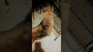 Download Lagu Roni's weird quirks #why #cuteanimal #dogshorts MP3