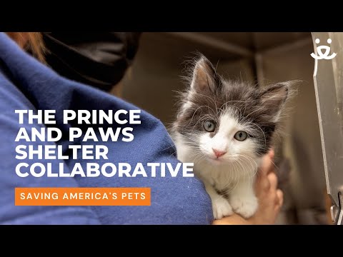 Video: 2 prístrešky prísť s geniálny nápad pracovať spoločne a zachrániť životy