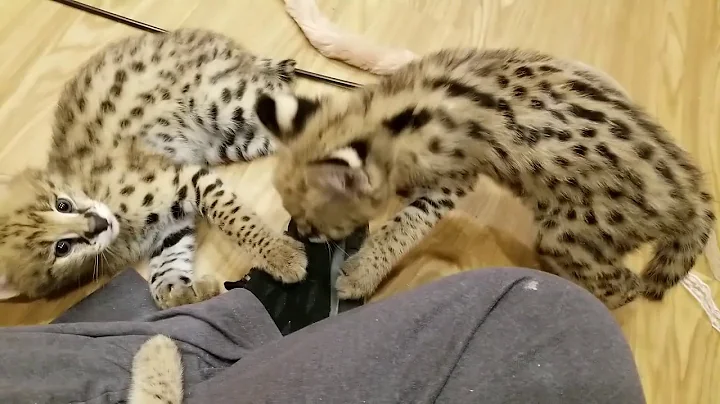 Watch the video about My Lap Is Too Small!