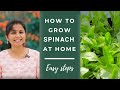 How to grow Spinach / Palak from seeds at home | Easy steps | Leafy vegetables | TrustBasket