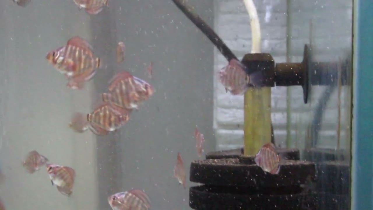 ディスカス 稚魚親離れ約80匹 - YouTube